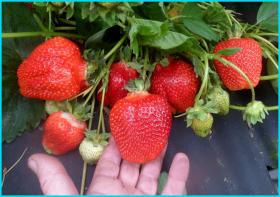 Азия саженцы клубники (Asia Strawberry)