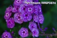 Флокс 'Прелюдия' / Phlox 'Preludia'