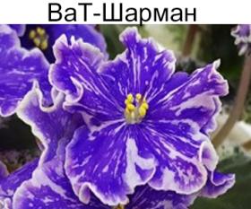 ВаТ-Шарман