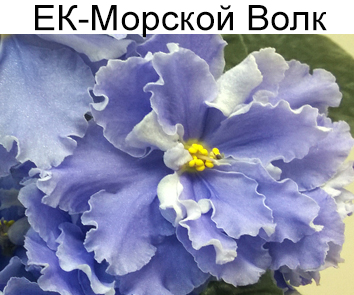 ЕК-Морской Волк (Е.Коршунова)