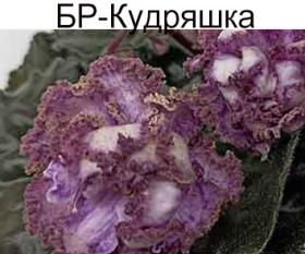 БР-Кудряшка НОВИНКА!