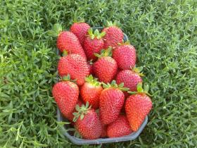 Альбион саженцы клубники (Albion Strawberry)10шт