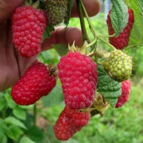 Ляшка малина (Laszka Raspberry)