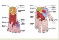 [5 элементов] Основы Су Джок терапии, часть 1 (Елена Макарова)