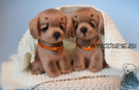 Мастер-класс Тобик (Юлия Оголь)