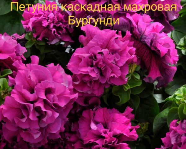 Петуния каскадная махровая Бургунди