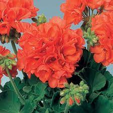 Пеларгония зональная Toscana Trend Orange