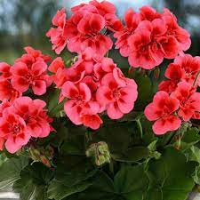 Пеларгония зональная Toscana Dolce Vita Coral Eye