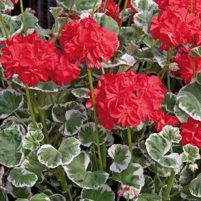 Пеларгония зональная Toscana Specials Peltatum Evka Red