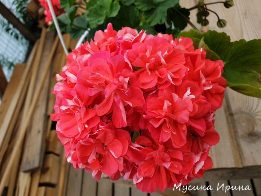 ЮВ_Кардинал № 0329