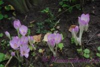 Безвременник осенний / Colchicum