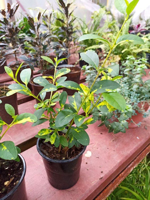 Клеродендрум Инерме (Вариегатный)