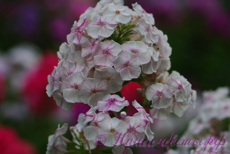 Флокс 'Розовая Паутинка' / Phlox 'Rozovay Pautinka'