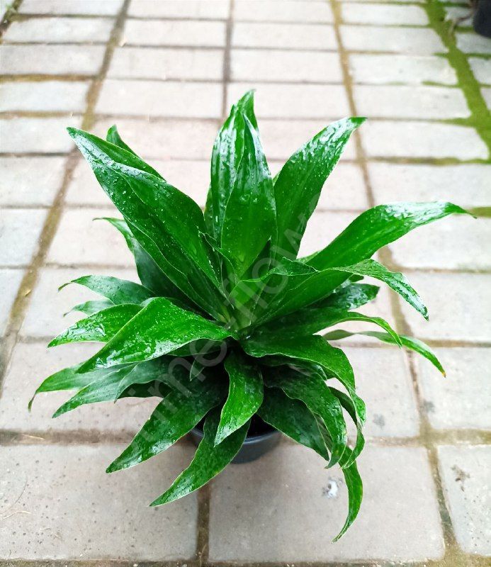 Драцена Фрагранс Компакта