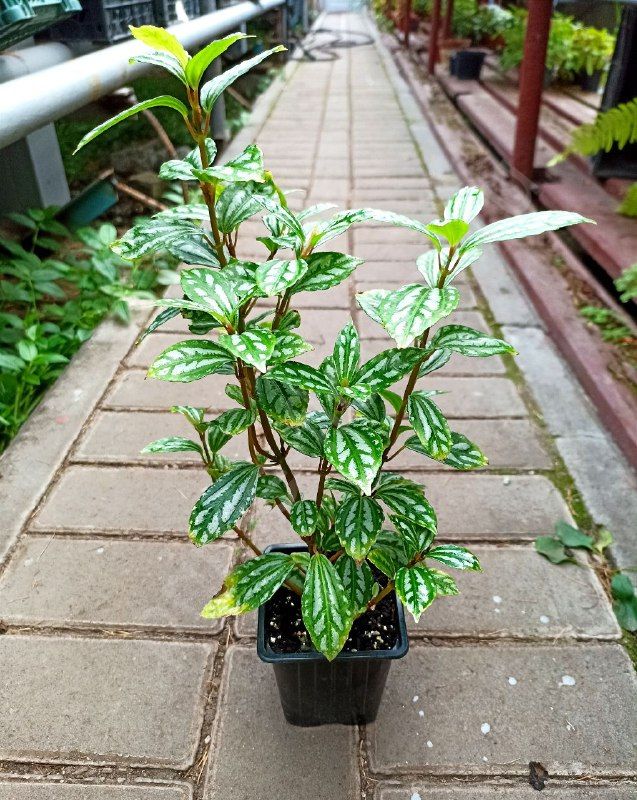 Пилея (6 сортов)