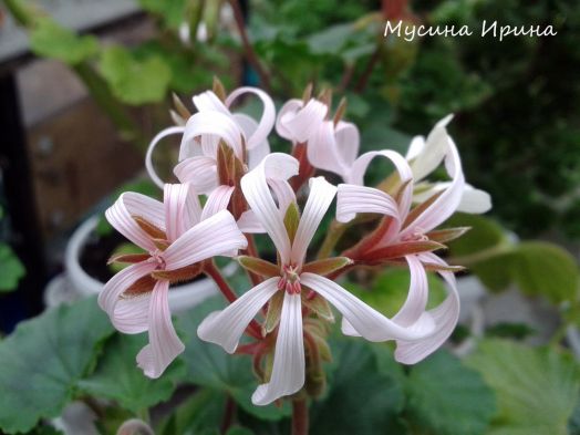 Шёлк Кружево № 2412