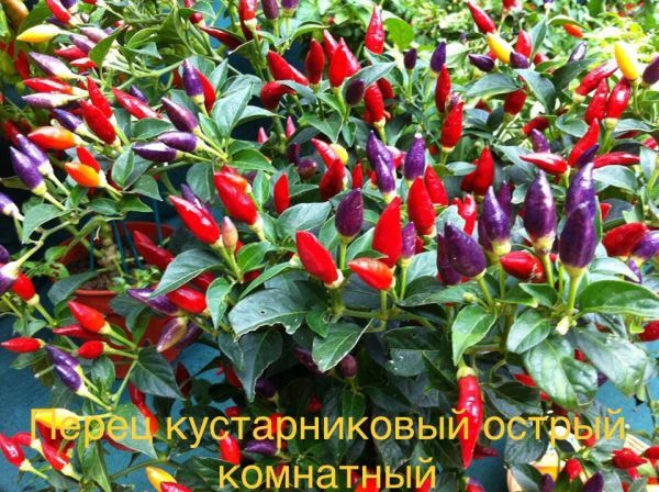 Перец кустарниковый острый комнатный