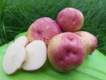 КАРТОФЕЛЬ ИВАН ДА МАРЬЯ суперэлита, 2 кг