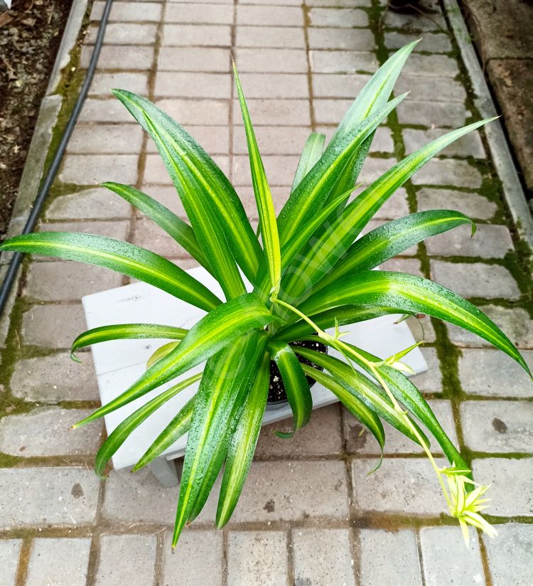 Хлорофитум Гавайский Паук