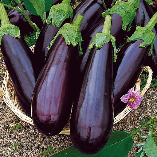 Баклажан РОМА F1, 500 семян