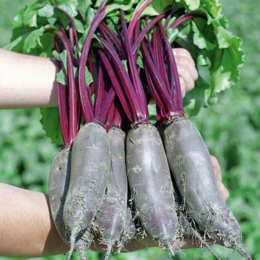 Свёкла столовая ТАУНУС F1, 10.000 семян