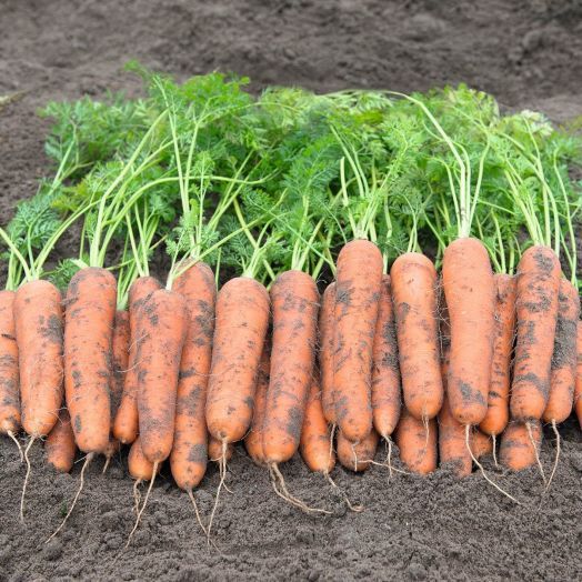 Морковь РОМОСА, 100г семян