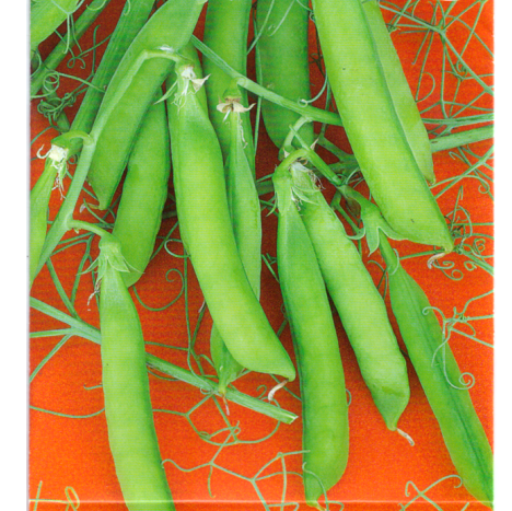 Горох Дарунок, 25г семян