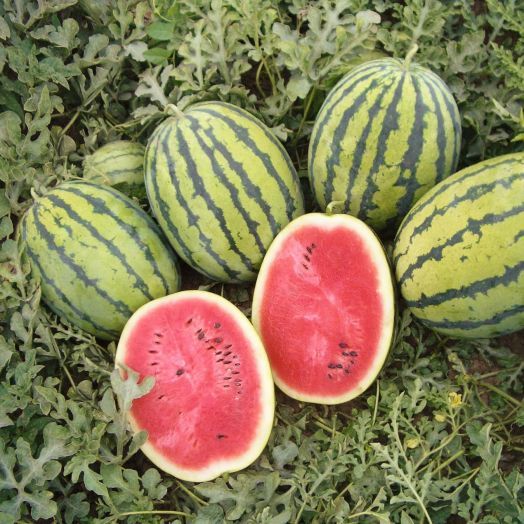 Арбуз Бедуин F1, 50шт семян