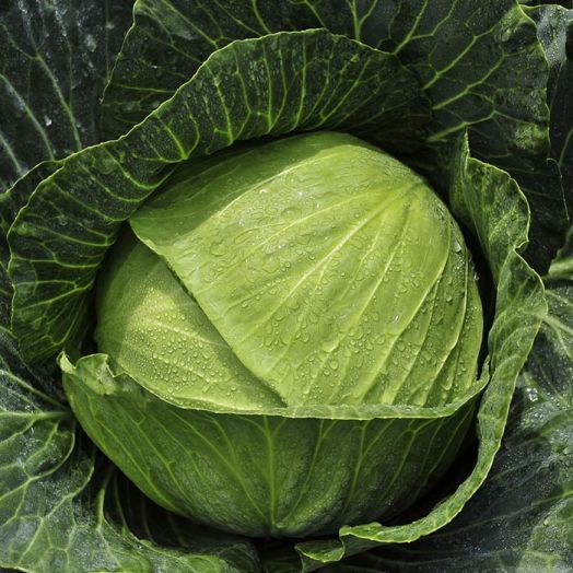 Капуста белокочанная КОНКЭРОР F1, 1.000 семян