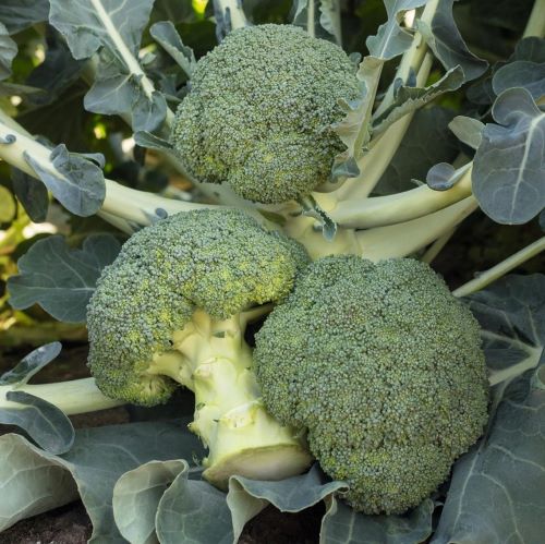 Капуста брокколи БАТАВИЯ F1, 1.000 семян