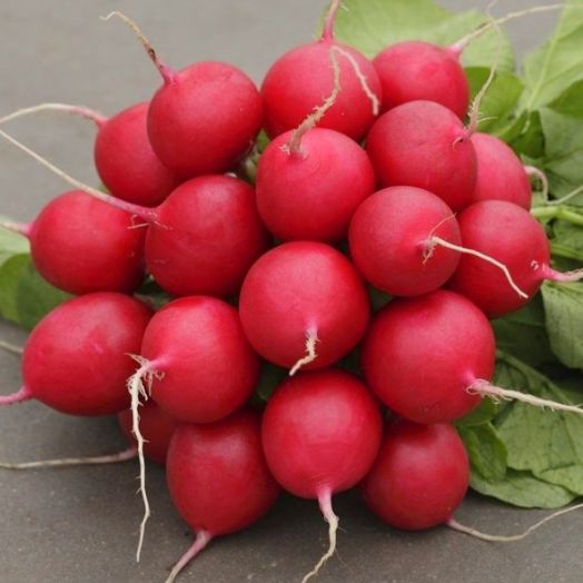 Редис СЕЛЕСТА, 250г семян