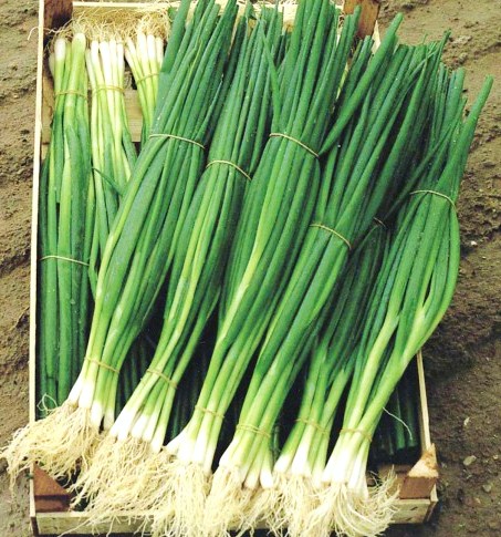 Лук на перо ПАРАДЕ, 10.000 семян