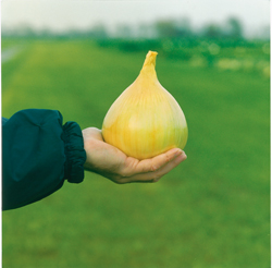 Лук репчатый ЭКСИБИШЕН, 5.000 семян