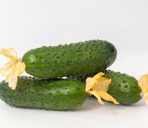 Огурец ДЖАЗ F1, 250 семян