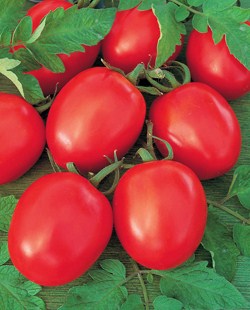 Томат индетерминантный ТОЛСТОЙ F1, 500 семян