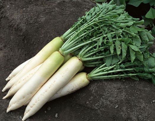 Дайкон Миноваси, 10г семян