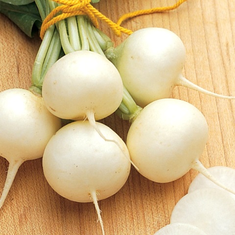 Дайкон Саша, 10г семян