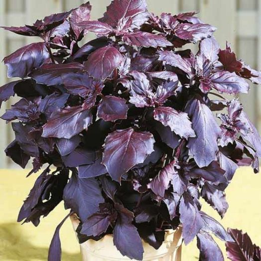 Базилик Рози, 5г семян