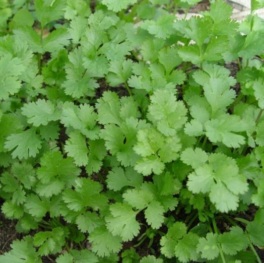 Кориандр Базар, 10г семян