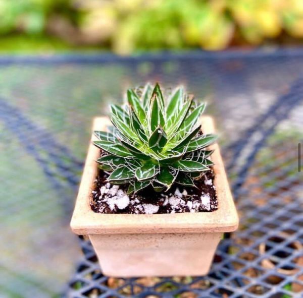 Agave filifera (Агава Филифера)