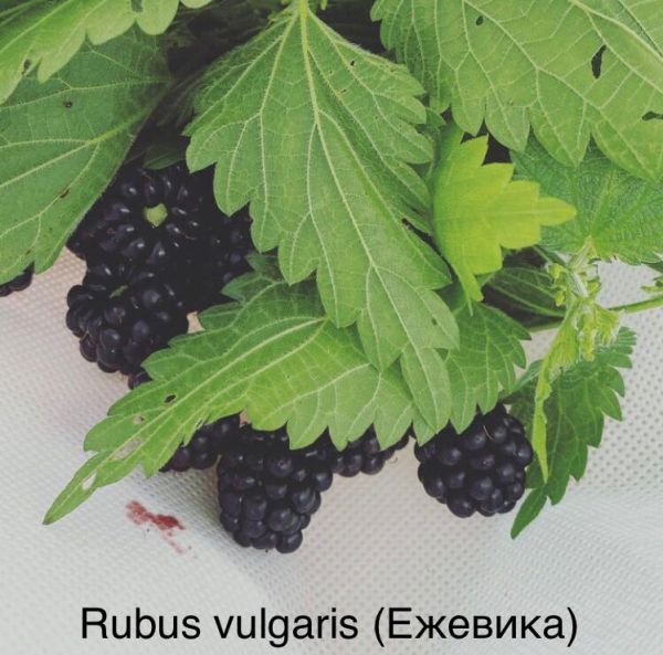 Rubus vulgaris (Ежевика)