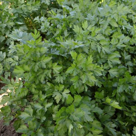 Петрушка листовая ТАЙГА, 100г семян