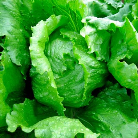 Салат Айс Квин, 5г семян