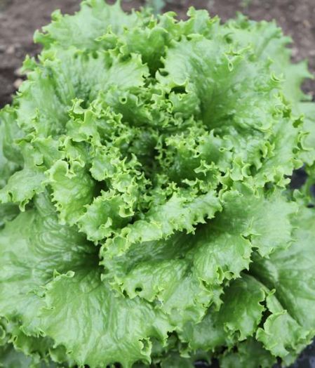 Салат Орфей, 5г семян