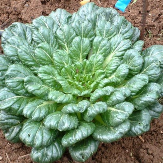 Салат Татсой, 10г семян