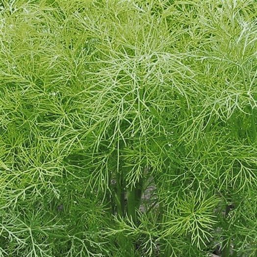 Укроп Грин Сливз, 10г семян