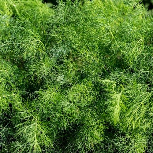 Укроп Кустистый, 10г семян