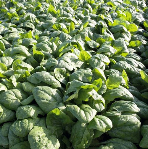 Шпинат Рембор F1, 5г семян