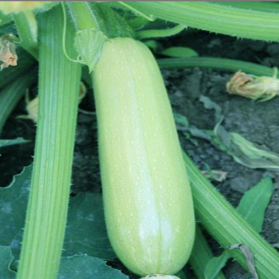 Кабачок Ардендо 174 F1, 10шт семян