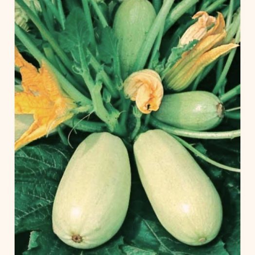 Кабачок Ролик, 50шт семян